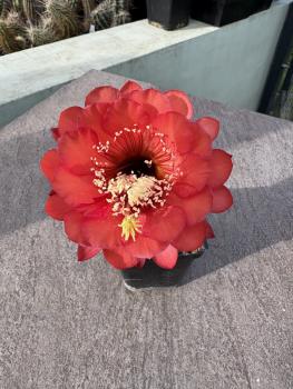 Lobivia Hybr. rot